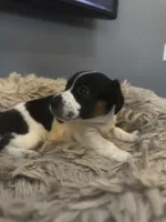 Daisy, a female Jack Russell Terrier for sale in Somersworth, NH – 2 of 4
