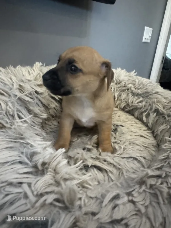 Izzy – Jack Russell Terrier puppy for sale in Somersworth, NH