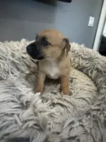 Izzy, a female Jack Russell Terrier for sale in Somersworth, NH – 1 of 4