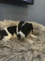 Daisy, a female Jack Russell Terrier for sale in Somersworth, NH – 3 of 4
