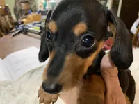 Douglas, a male Miniature Dachshund for sale in Lucedale, MS – 1 of 3