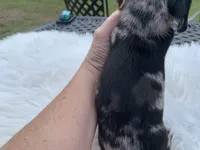 Ricky love, a male Miniature Dachshund for sale in Lucedale, MS – 5 of 8