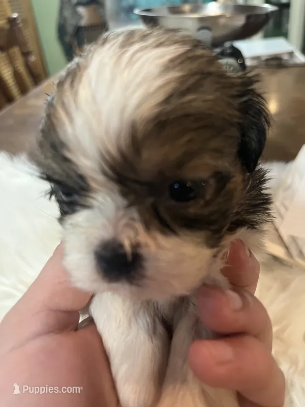 Divia – Shih Tzu puppy for sale in Lucedale, MS