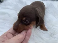 Cletus, a male Miniature Dachshund for sale in Lucedale, MS – 4 of 8