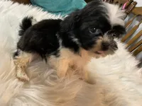 Susie, a female Shih Tzu for sale in Lucedale, MS – 7 of 8