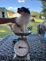Rex teacup, a male Pomeranian for sale in Lucedale, MS – 2 of 7