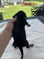 Stacy, a female Miniature Dachshund for sale in Lucedale, MS – 2 of 3