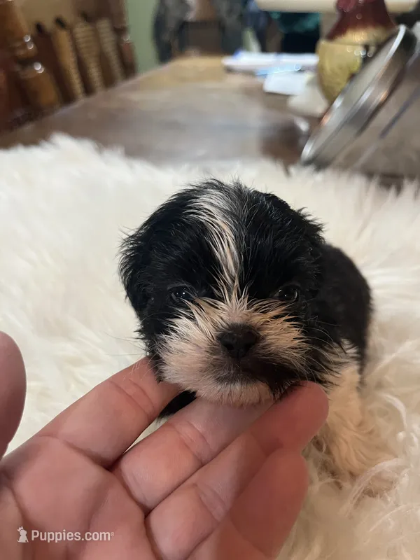 Black widow  – Shih Tzu puppy for sale in Lucedale, MS