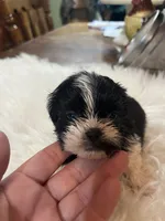 Black widow , a female Shih Tzu for sale in Lucedale, MS – 1 of 3