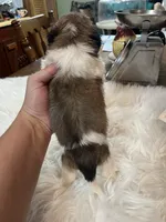 Divia, a female Shih Tzu for sale in Lucedale, MS – 3 of 3