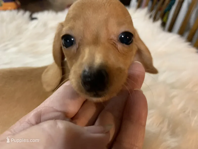 Tiny tim – Miniature Dachshund puppy for sale in Lucedale, MS