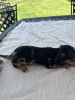 Dallas, a male Miniature Dachshund for sale in Lucedale, MS – 3 of 3