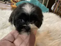 Billy bob, a male Shih Tzu for sale in Lucedale, MS – 4 of 10