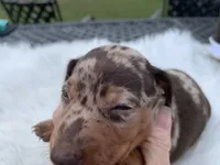 Hillbilly , a male Miniature Dachshund for sale in Lucedale, MS – 3 of 9