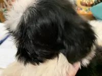 Susie, a female Shih Tzu for sale in Lucedale, MS – 8 of 8