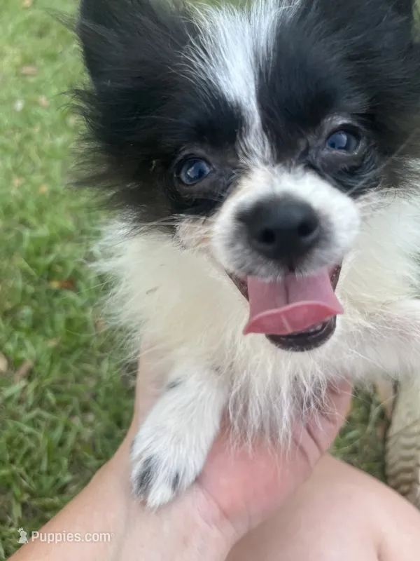 Rex teacup – Pomeranian puppy for sale in Lucedale, MS