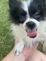 Rex teacup, a male Pomeranian for sale in Lucedale, MS – 1 of 7