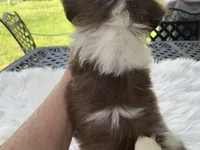 Ricky, a male Shih Tzu for sale in Lucedale, MS – 5 of 5