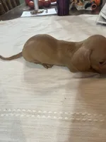 Tiny tim, a male Miniature Dachshund for sale in Lucedale, MS – 2 of 3