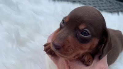 Cletus, a male Miniature Dachshund for sale in Lucedale, MS – 8 of 8