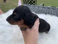 Ogla, a male Miniature Dachshund for sale in Lucedale, MS – 3 of 8