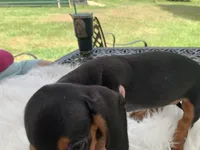 Hershey, a female Miniature Dachshund for sale in Lucedale, MS – 7 of 8