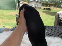 Hershey, a female Miniature Dachshund for sale in Lucedale, MS – 6 of 8
