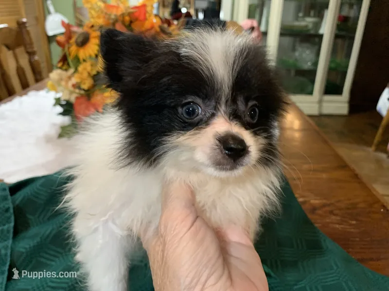 Rex teacup – Pomeranian puppy for sale in Lucedale, MS