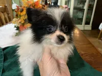 Rex teacup, a male Pomeranian for sale in Lucedale, MS – 1 of 9