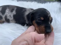 Ricky love, a male Miniature Dachshund for sale in Lucedale, MS – 3 of 8