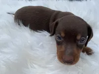 Cletus, a male Miniature Dachshund for sale in Lucedale, MS – 5 of 8