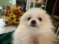 Rocky teacup, a male Pomeranian for sale in Lucedale, MS – 5 of 6