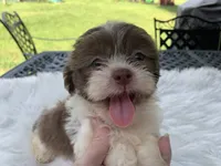Ricky, a male Shih Tzu for sale in Lucedale, MS – 3 of 5