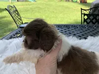 Coco, a female Shih Tzu for sale in Lucedale, MS – 3 of 5