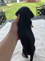Doug, a male Miniature Dachshund for sale in Lucedale, MS – 2 of 3
