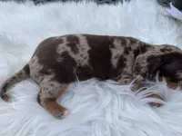 Hillbilly , a male Miniature Dachshund for sale in Lucedale, MS – 2 of 9