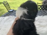 Henry, a male Shih Tzu for sale in Lucedale, MS – 3 of 4