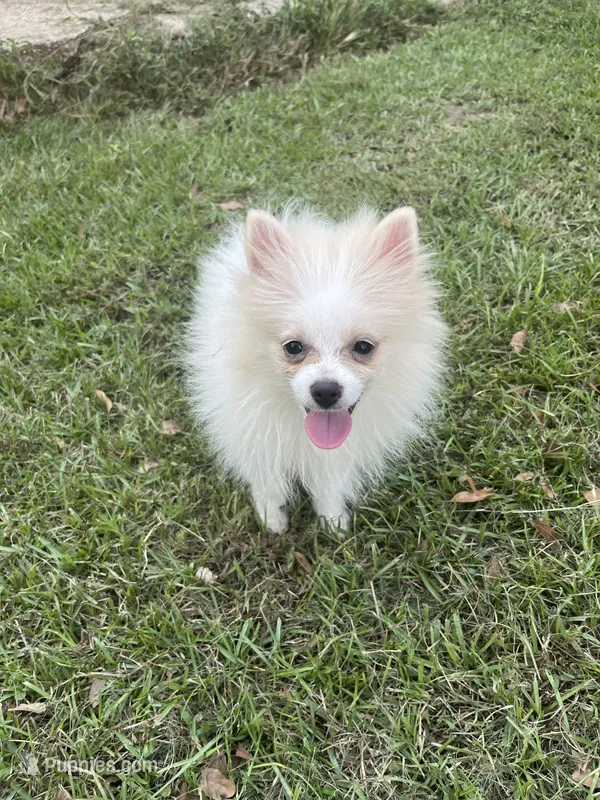 Rocky teacup – Pomeranian puppy for sale in Lucedale, MS