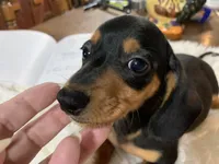 Spot, a male Miniature Dachshund for sale in Lucedale, MS – 9 of 9