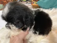 Billy bob, a male Shih Tzu for sale in Lucedale, MS – 8 of 10