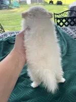Rocky, a male Pomeranian for sale in Lucedale, MS – 4 of 6