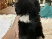 Susie, a female Shih Tzu for sale in Lucedale, MS – 5 of 8
