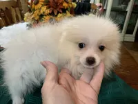 Rocky teacup, a male Pomeranian for sale in Lucedale, MS – 3 of 6