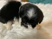 Billy bob, a male Shih Tzu for sale in Lucedale, MS – 5 of 10
