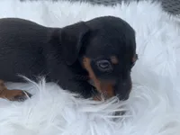 Ogla, a male Miniature Dachshund for sale in Lucedale, MS – 7 of 8