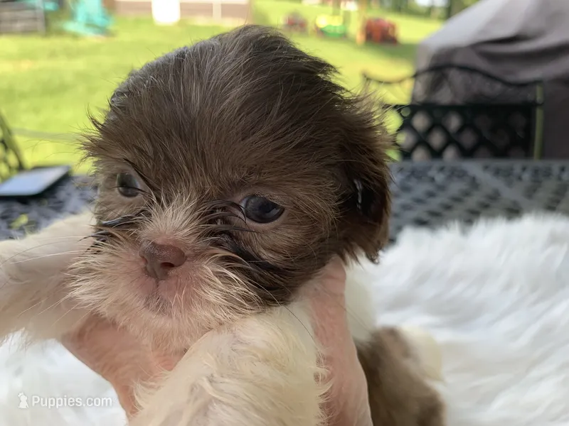 Coco – Shih Tzu puppy for sale in Lucedale, MS