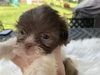 Coco, a female Shih Tzu for sale in Lucedale, MS – 1 of 5