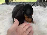 Hershey, a female Miniature Dachshund for sale in Lucedale, MS – 2 of 8