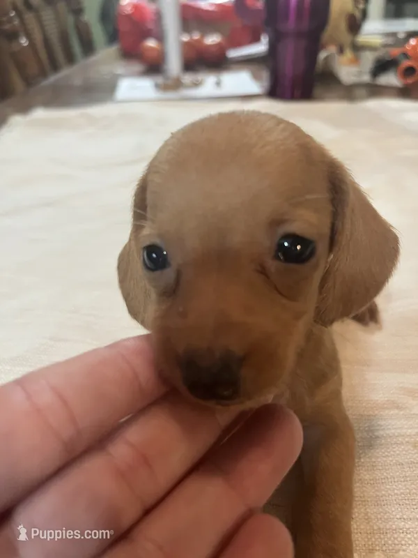 Tiny tim – Miniature Dachshund puppy for sale in Lucedale, MS
