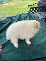 Rocky, a male Pomeranian for sale in Lucedale, MS – 3 of 6